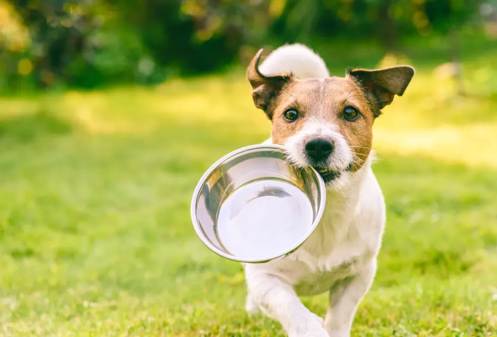 Pension chien près de Vouillé