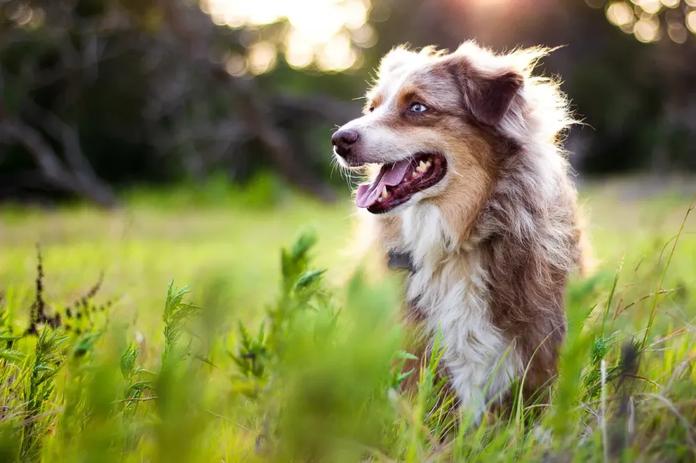 Gardiennage chien près de Vouillé