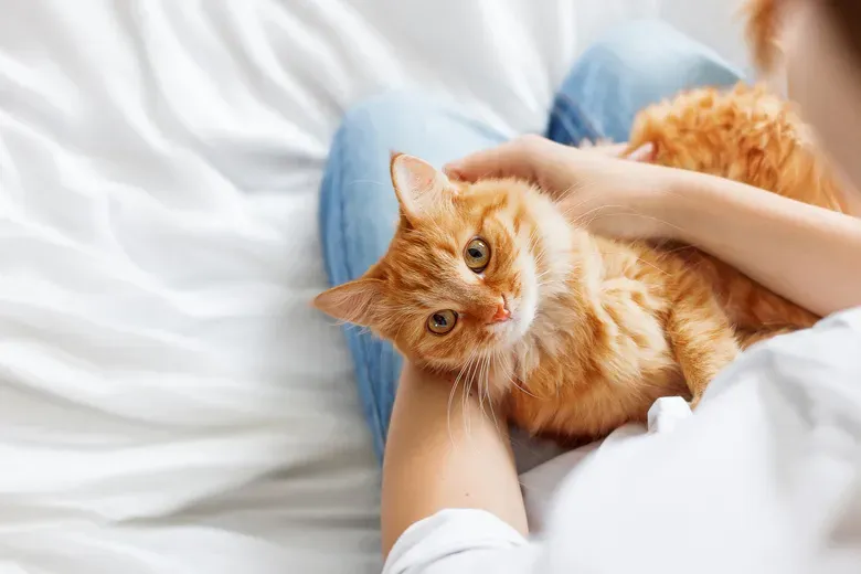 Gardiennage chat près de Vouillé