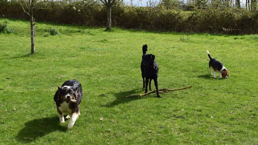 Le domaine des touches chiens (1)