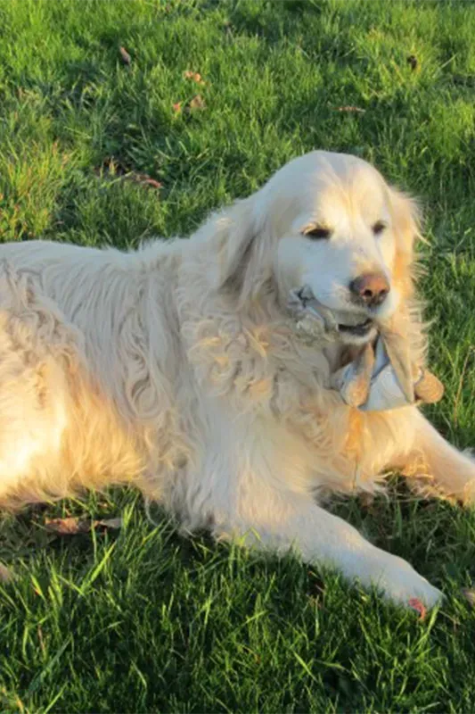 Le domaine des touches chiens (1)