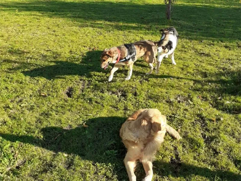Le domaine des touches chiens (10)