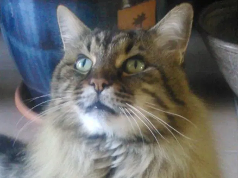 Domaine des touches chats (5)