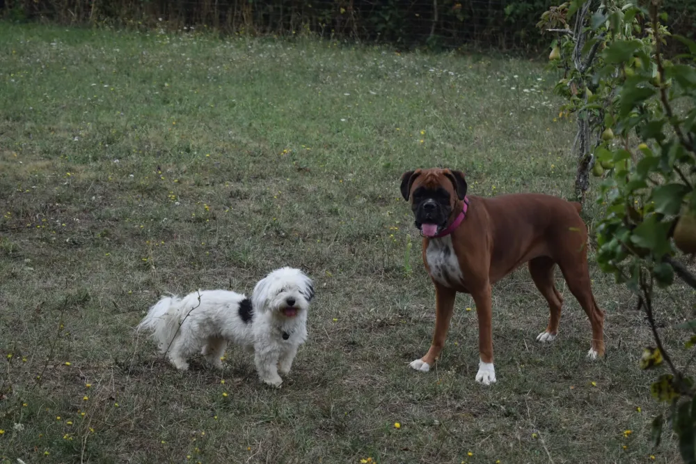 pension chien domaine touches (4)