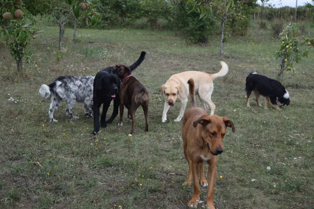 pension chien domaine touches (7)