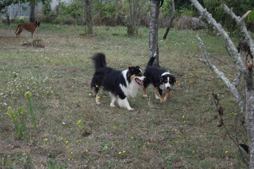 pension chien domaine touches (5)