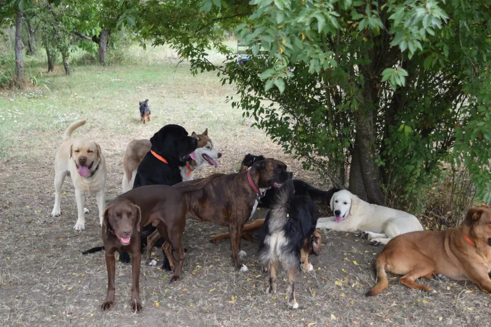 pension chien domaine touches (10)