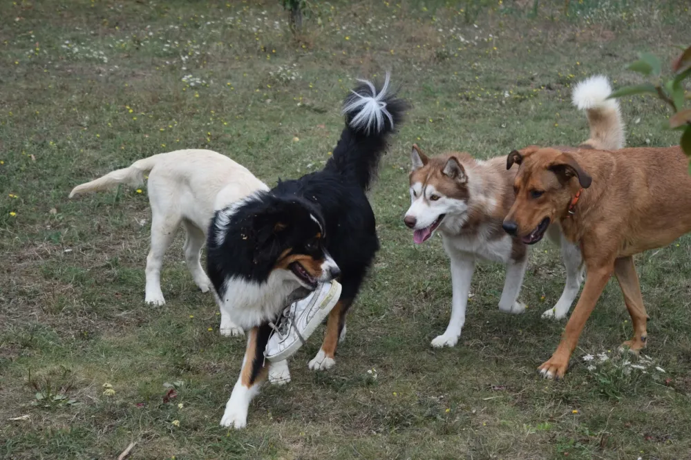 pension chien domaine touches (8)