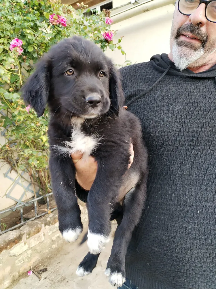pension chien domaine touches (1)