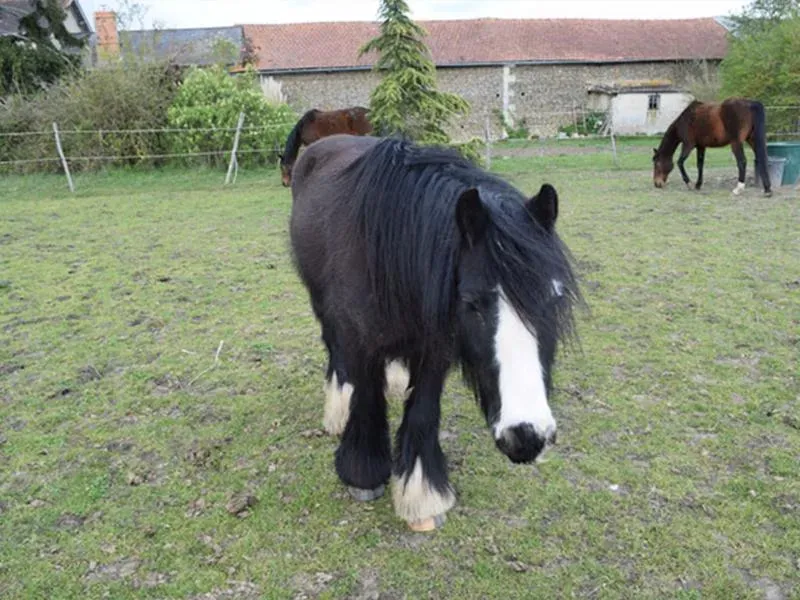 le domaine des touches chevaux (4)