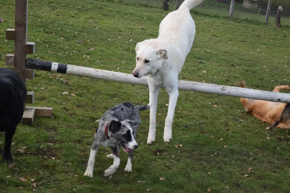 agility chiens (2)