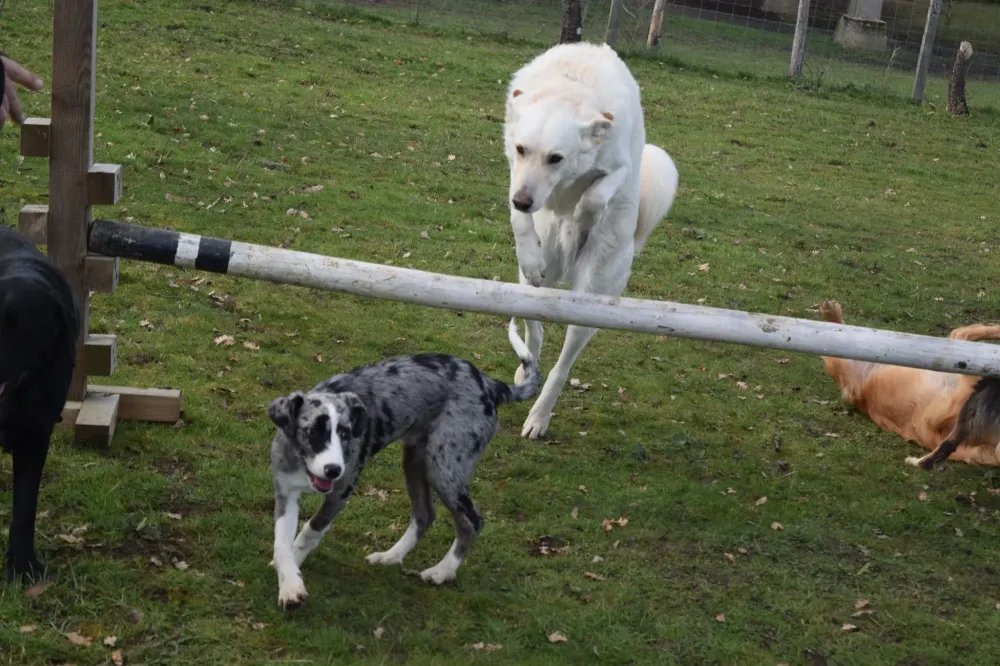 agility chiens (3)