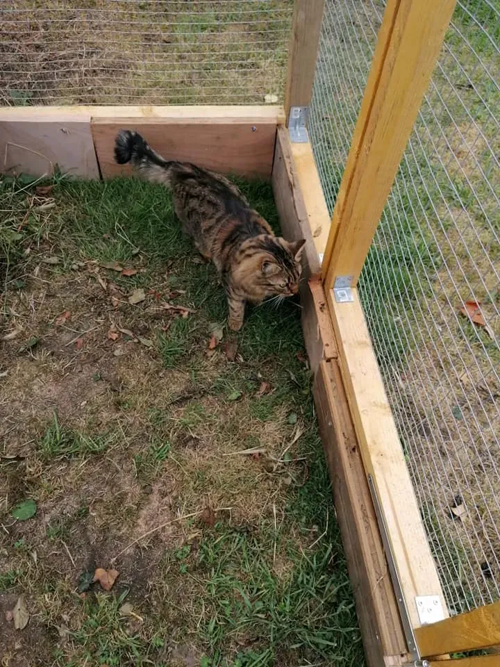 domaine touches chat